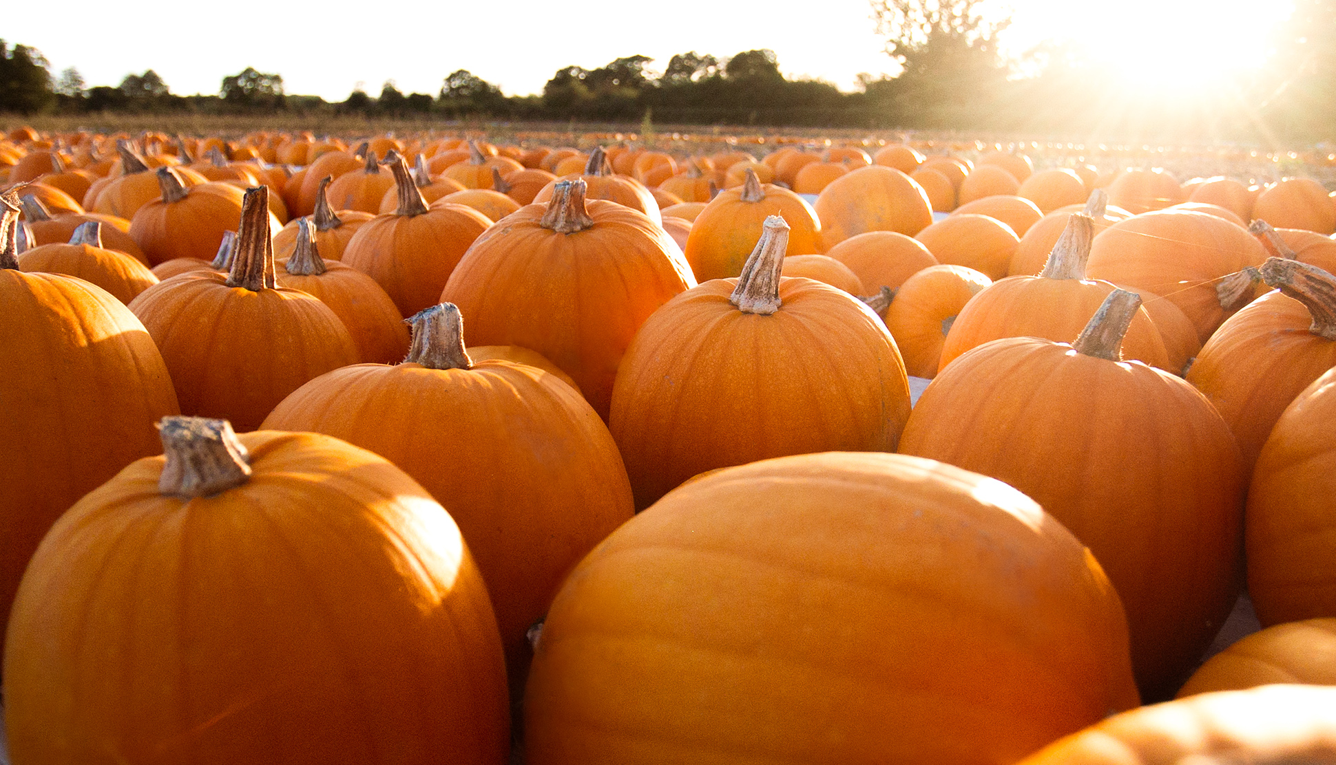 The best places to go Pumpkin Picking in Hampshire 2021
